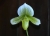 Paph. Hsinying Dragon